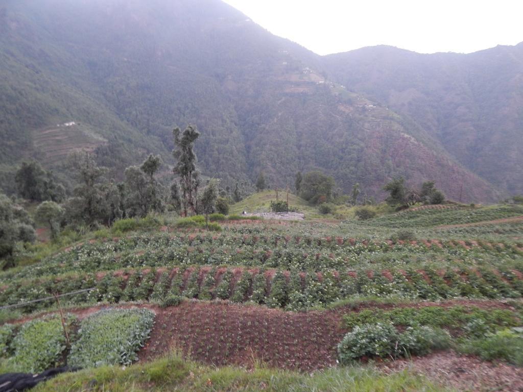 Dhanaulti Camp Homes Retreat Ngoại thất bức ảnh